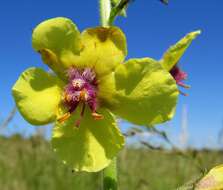 Imagem de Verbascum blattaria L.