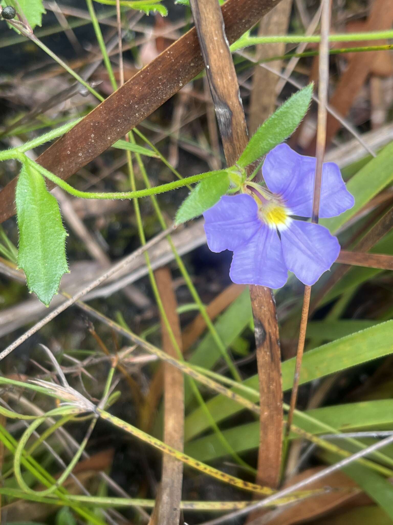 Imagem de Scaevola striata R. Br.