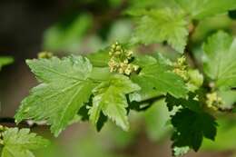 Image of Mountain Currant