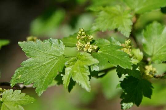 Image of Mountain Currant