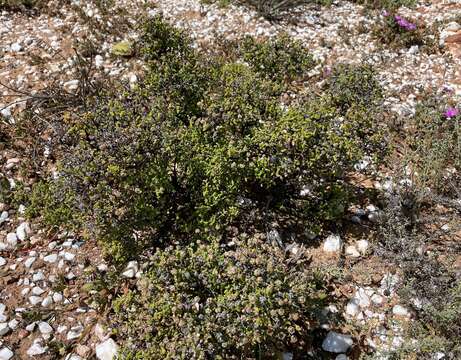 Image of Drosanthemum crassum L. Bol.