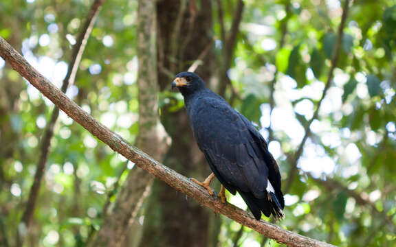 Image of Common Black Hawk