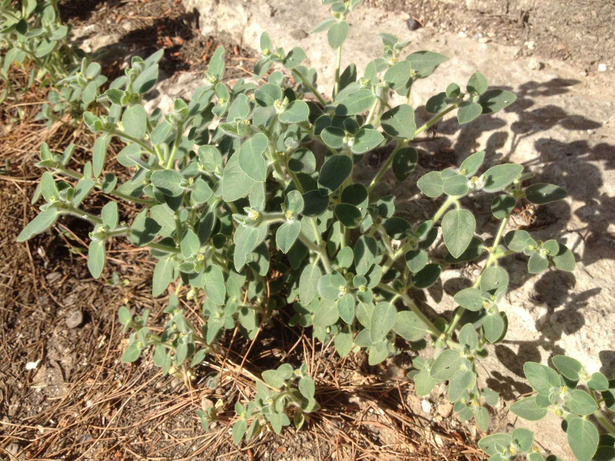 Image of Euphorbia petiolata Banks & Sol.