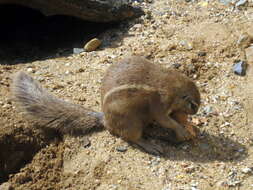 Слика од Xerus subgen. Geosciurus Smith 1834