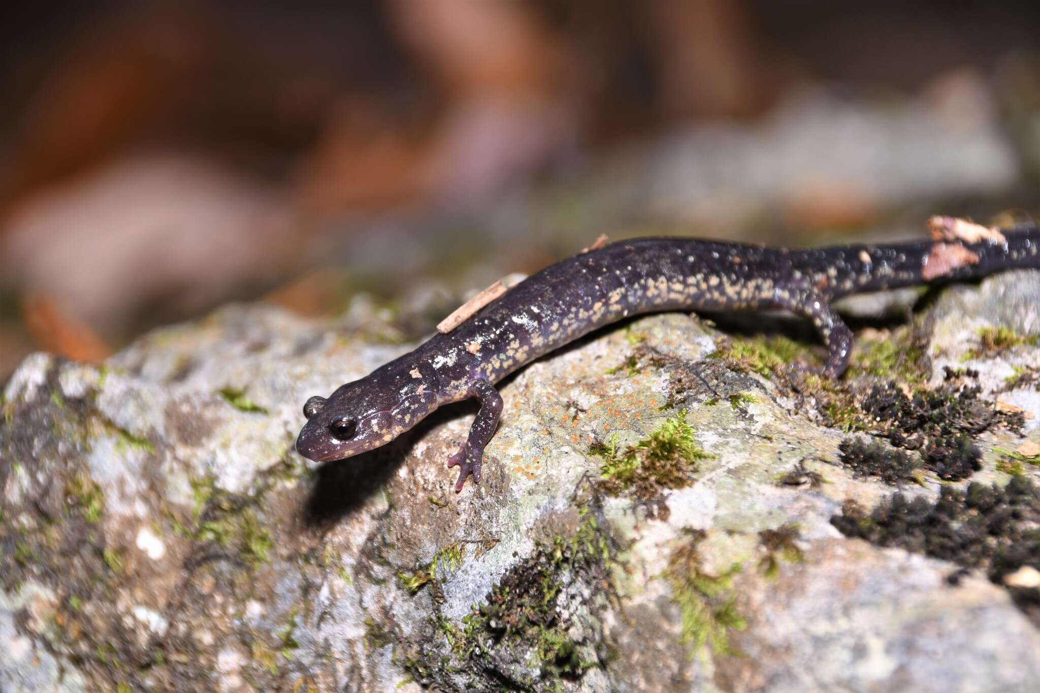 Image of Blacksburg Salamander