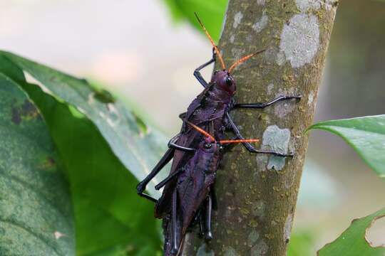 Image of lubber grasshopper