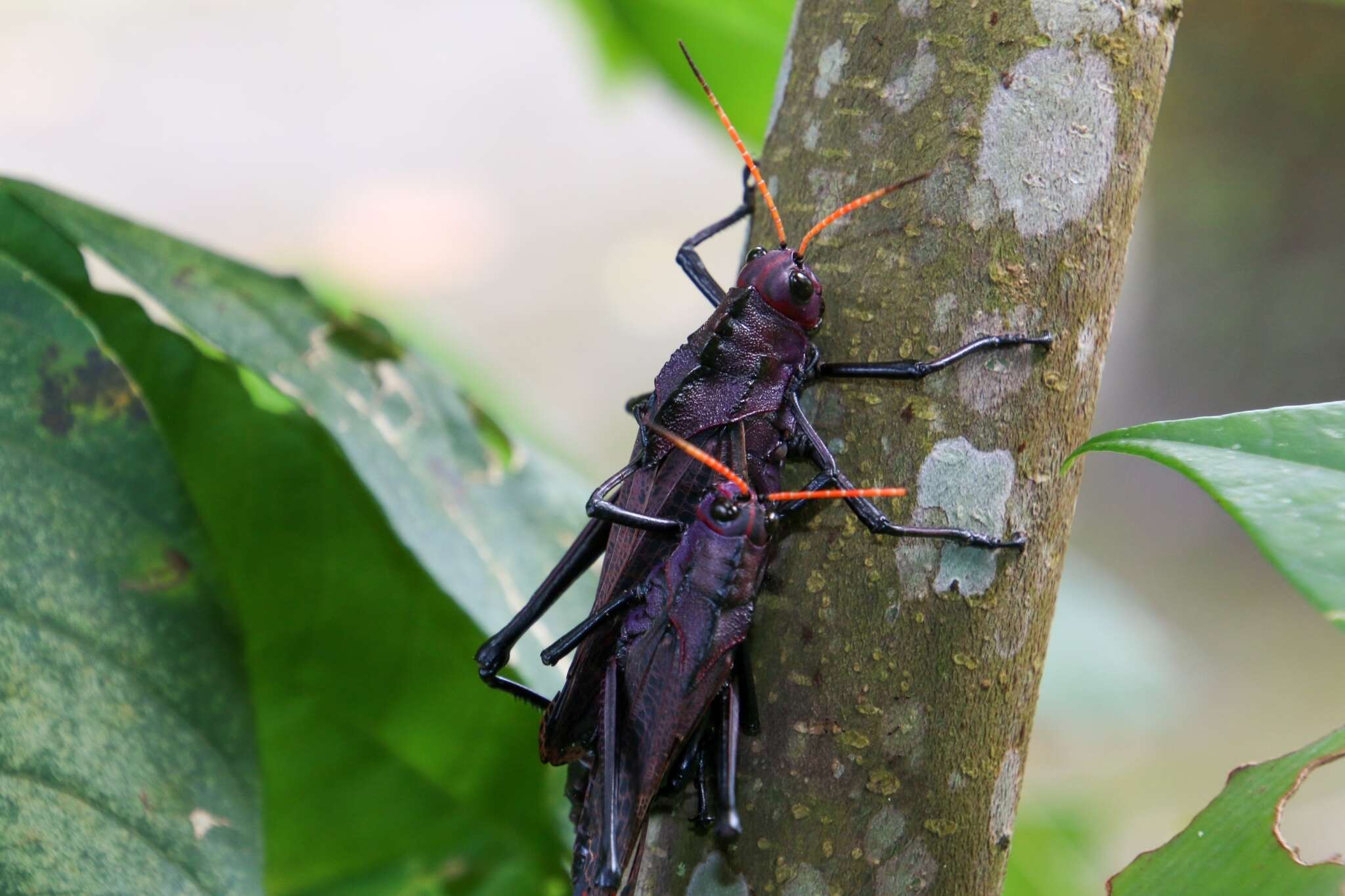 Image of lubber grasshopper