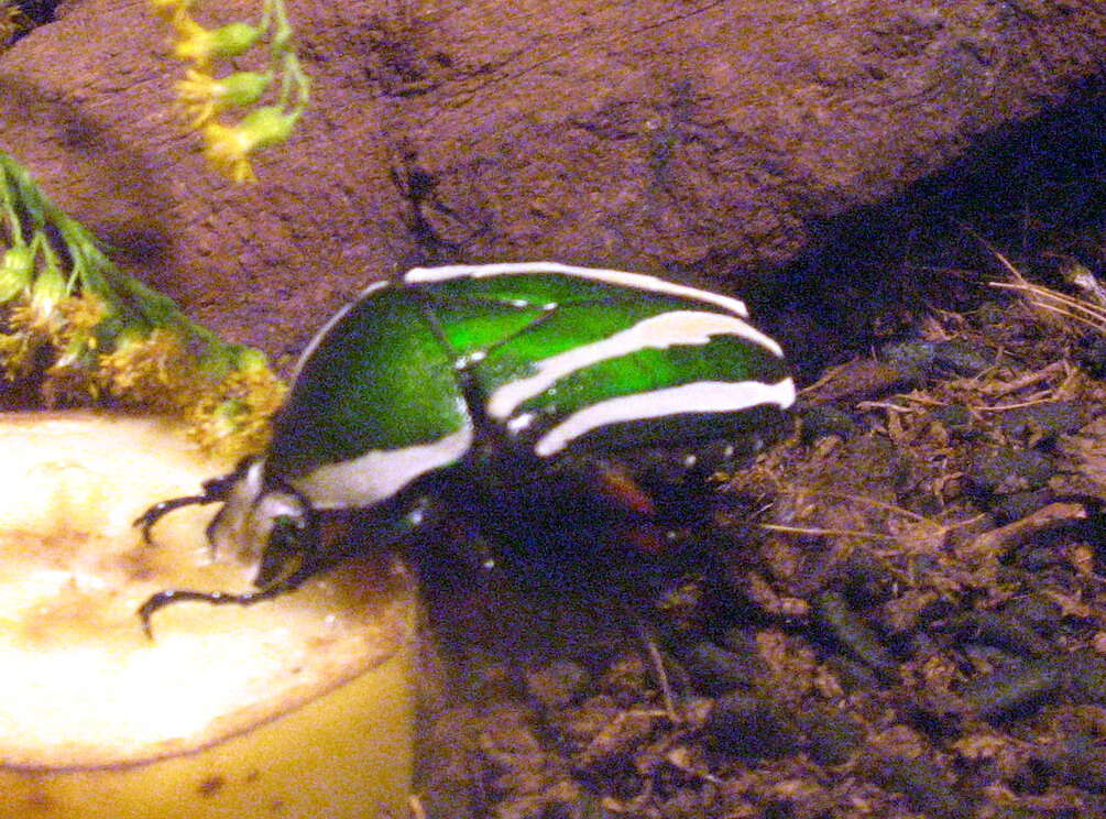 Image of Dicronorhina derbyana