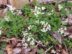 Aegopodium decumbens (Thunb. ex Murray) Pimenov & Zakharova的圖片