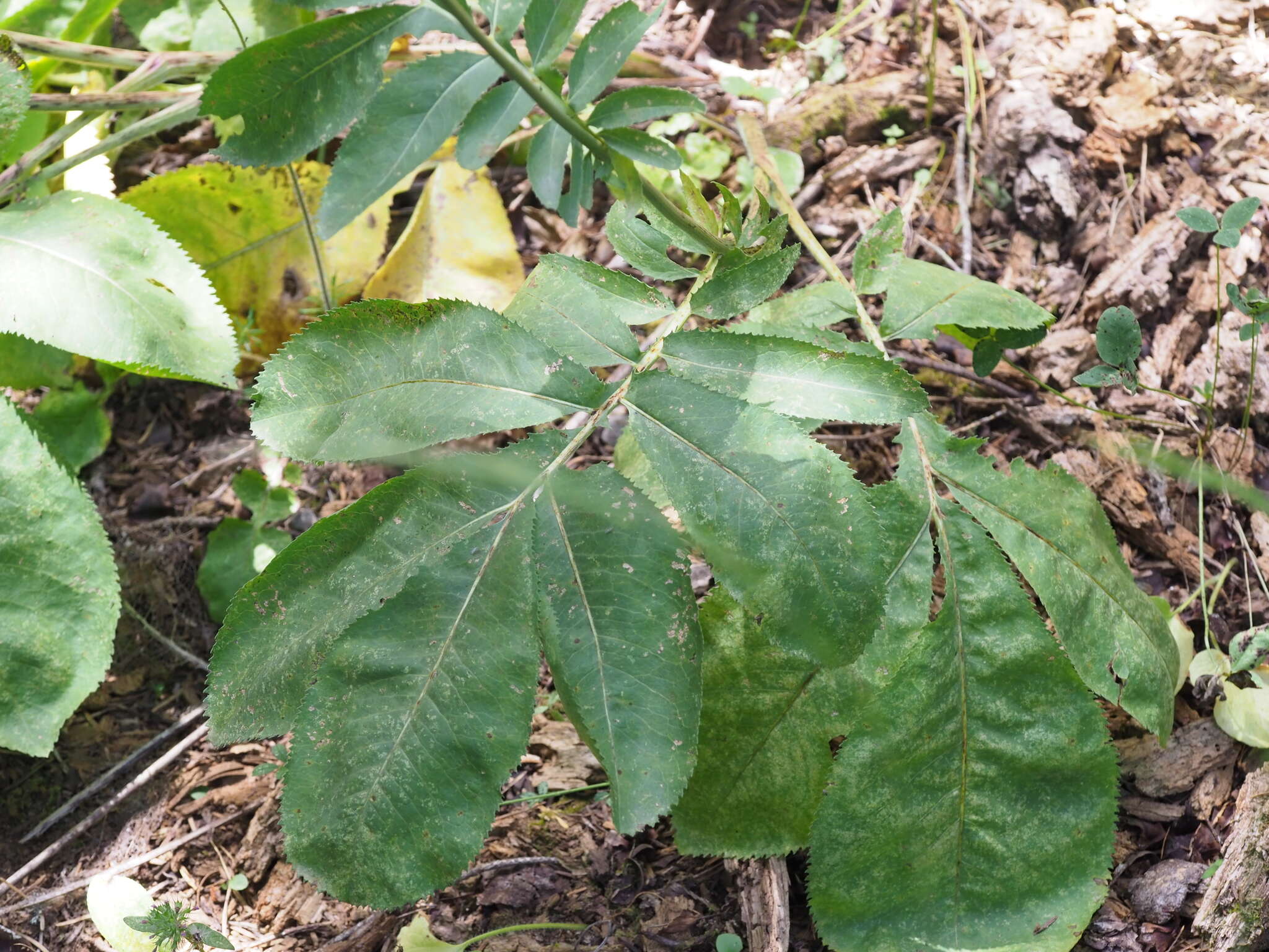 Image of Rhaponticoides amplifolia (Boiss. & Heldr.) M. V. Agab. & Greuter