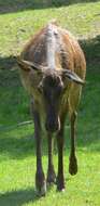 Image of Red Deer