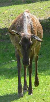 Image of Red Deer