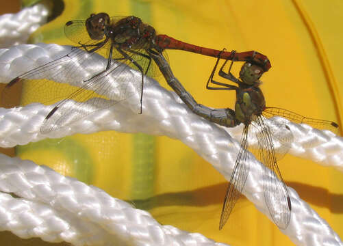 Image of Common Darter