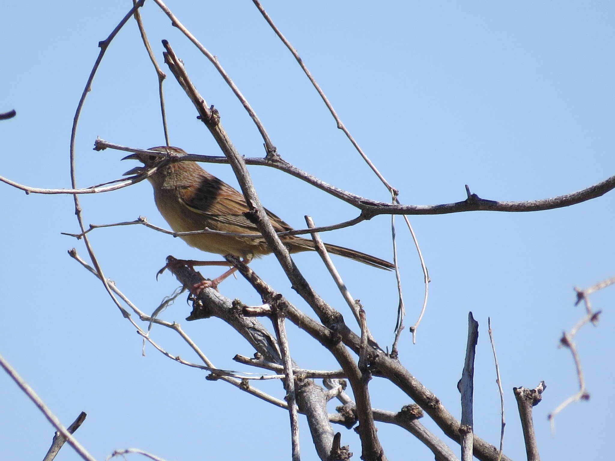 Image of Botteri's Sparrow