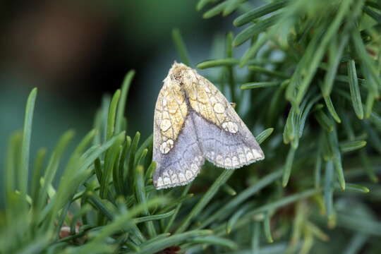 Image of Brachyxanthia