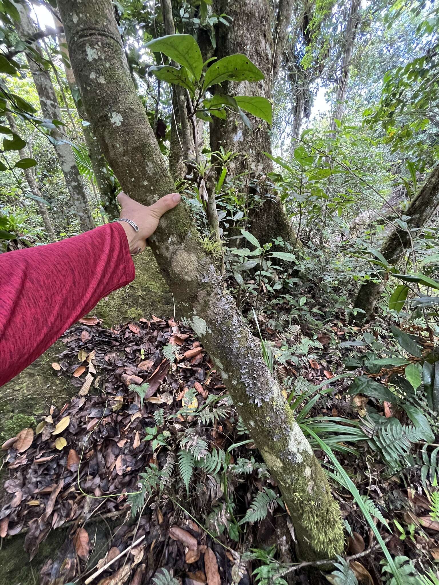 Image de Garcinia portoricensis (Urb.) Alain H. Liogier