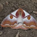 Image of Polythysana apollina Felder, C., Felder & R. 1874