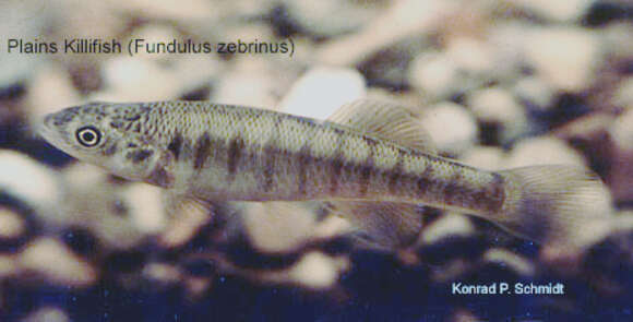 Image of Plains Killifish