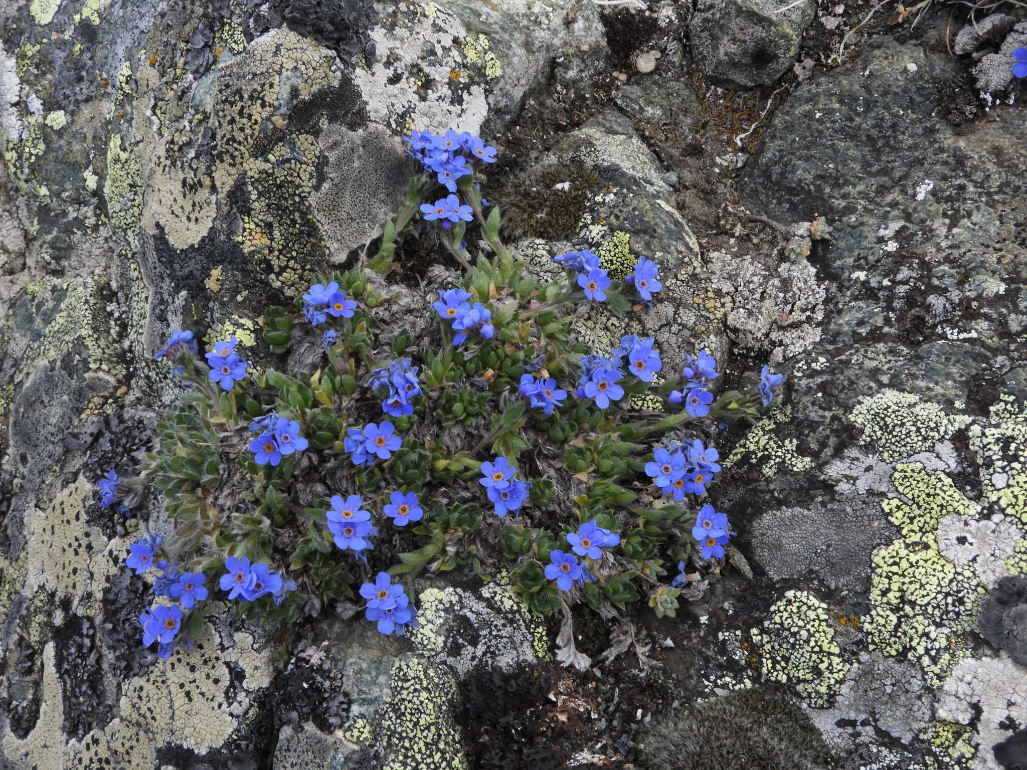 Imagem de Eritrichium nanum (L.) Gaudin