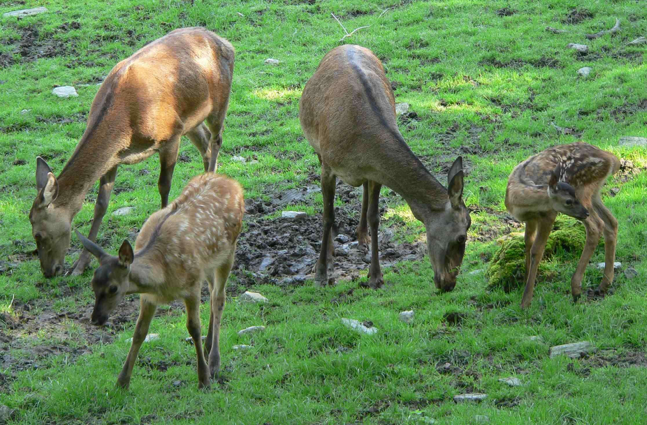 Image of Red Deer