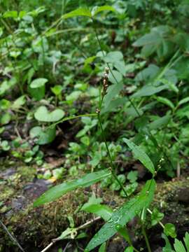 Image of Pygmy Smartweed