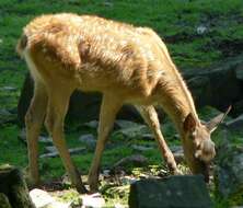 Image of Red Deer