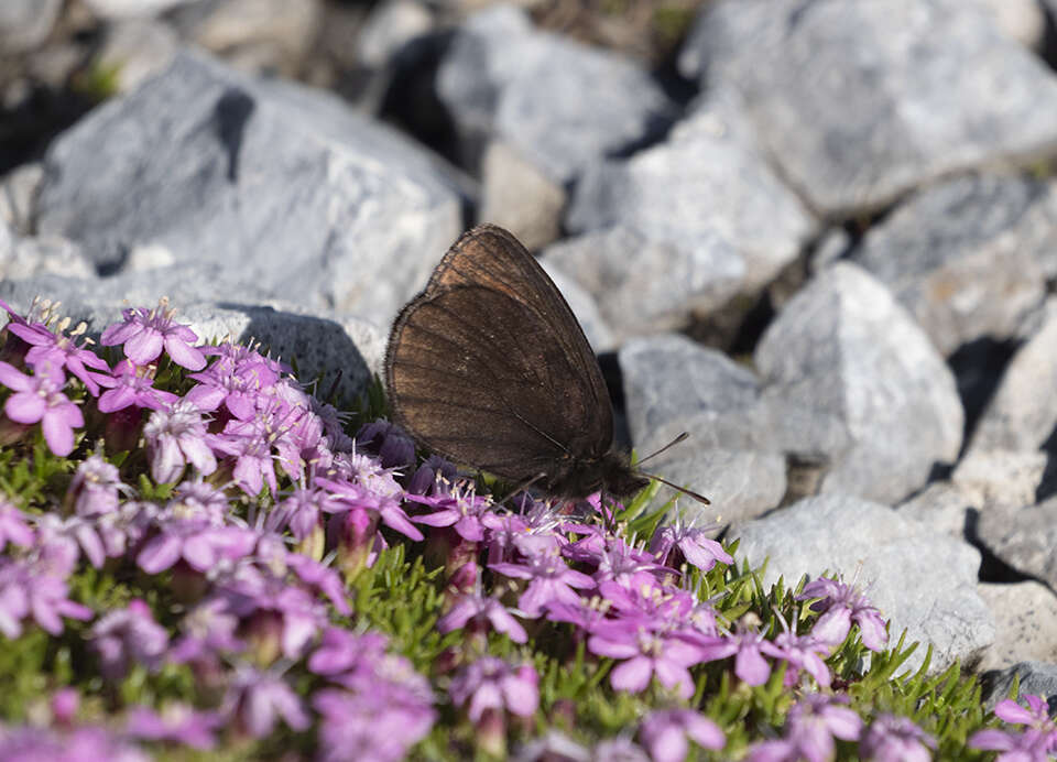 Erebia pluto De Prunner 1798 resmi