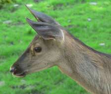 Image of Red Deer