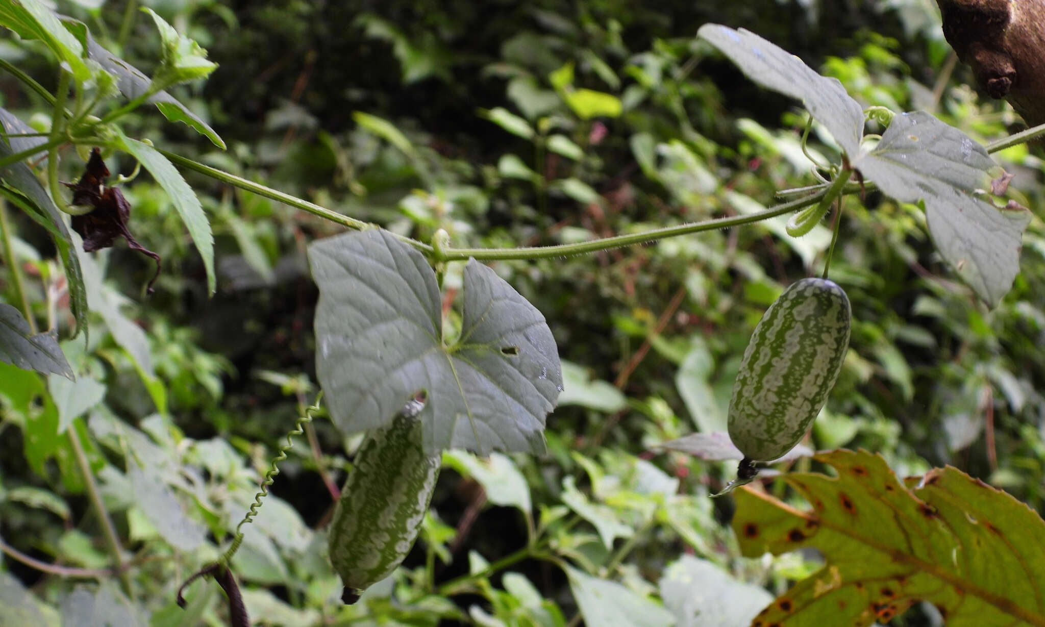 Image of Melothria scabra Naud.