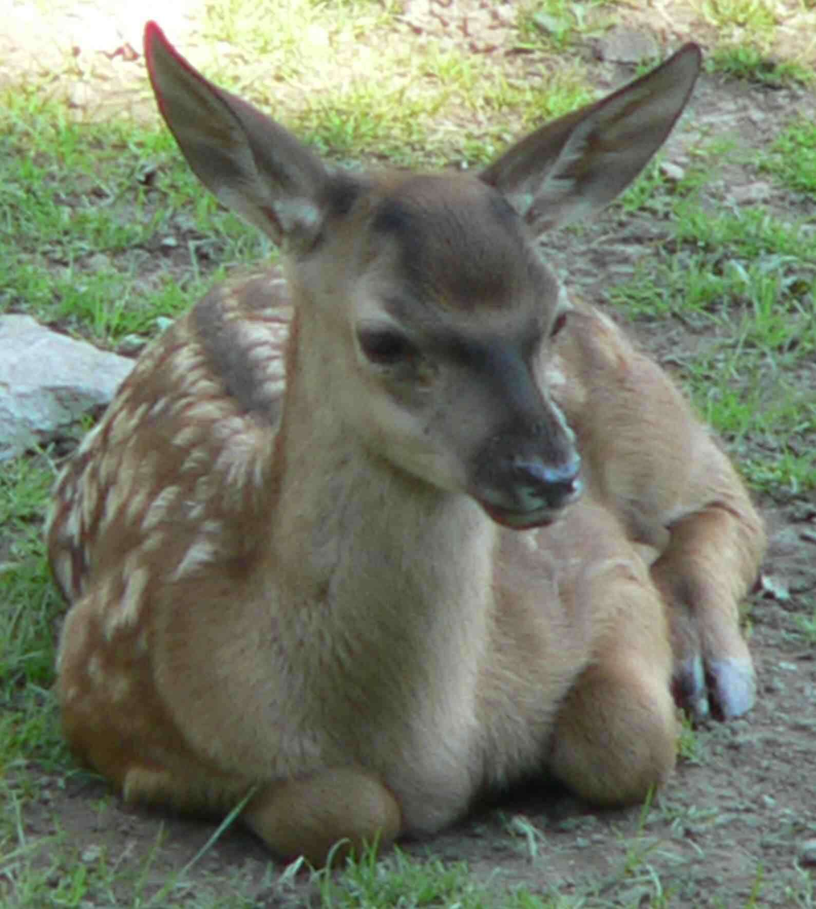 Image of Red Deer