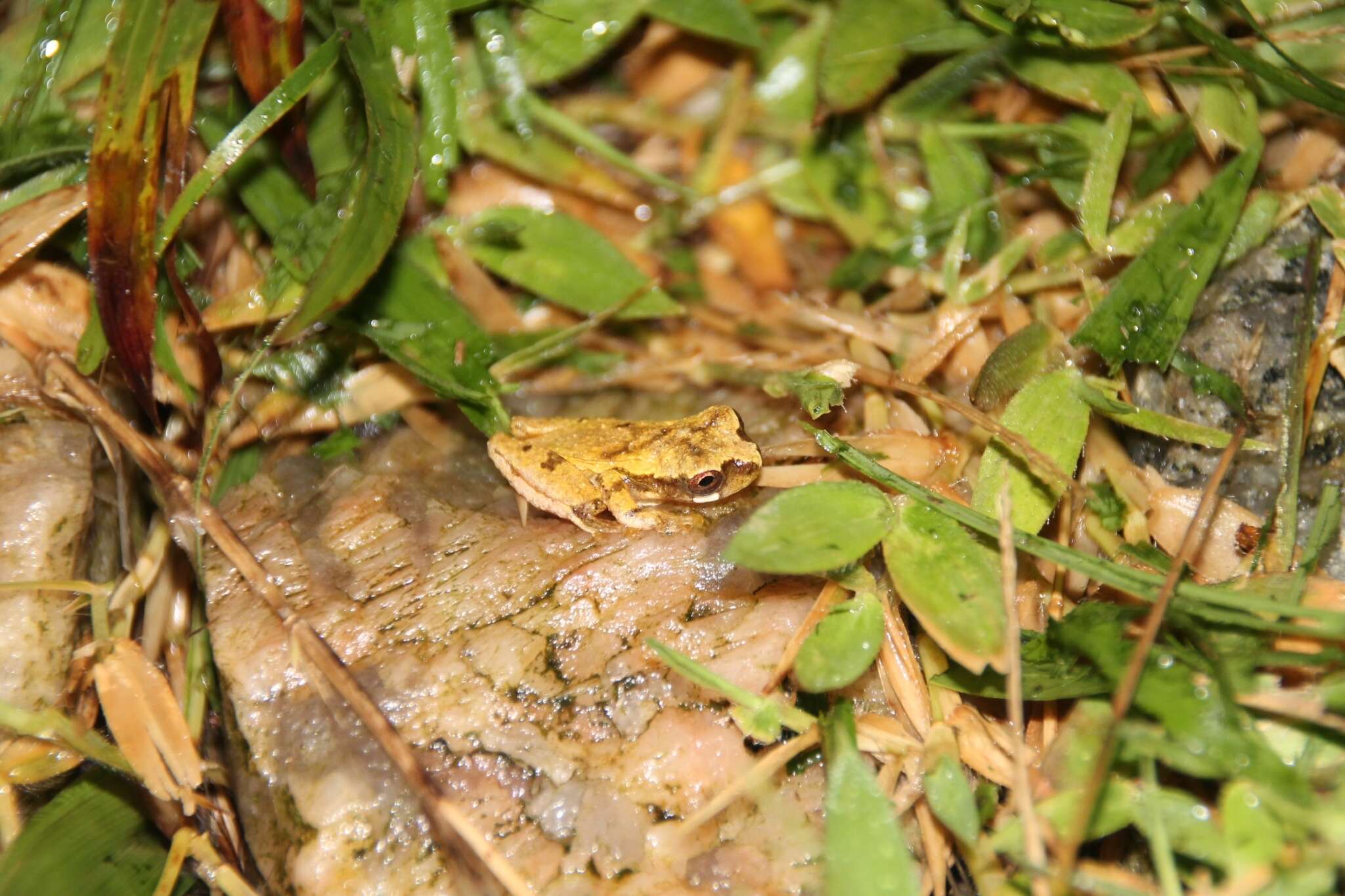 Imagem de Dendropsophus gaucheri (Lescure & Marty 2000)