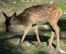 Image of Red Deer