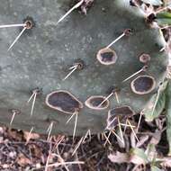 Plancia ëd Opuntia chlorotic ringspot virus