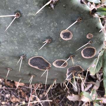 Sivun Opuntia chlorotic ringspot virus kuva