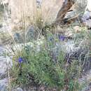 Imagem de Salvia lycioides A. Gray