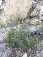 Imagem de Salvia lycioides A. Gray