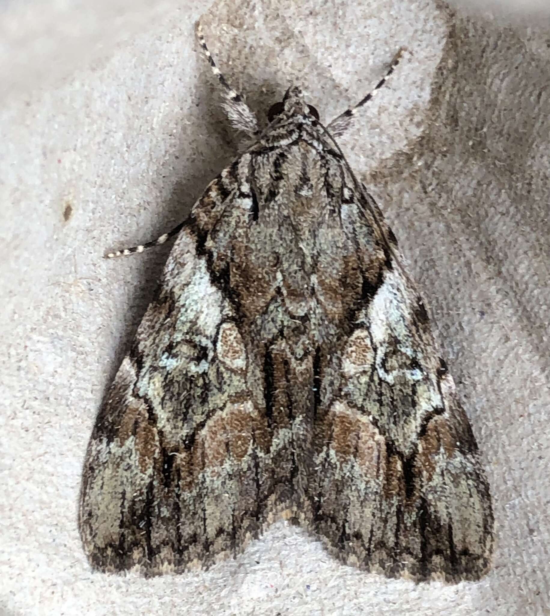 Image of Wonderful Underwing