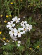 Image of mustang clover