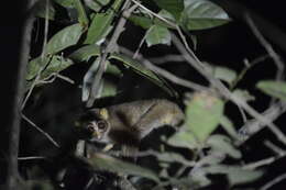 Image of slender loris