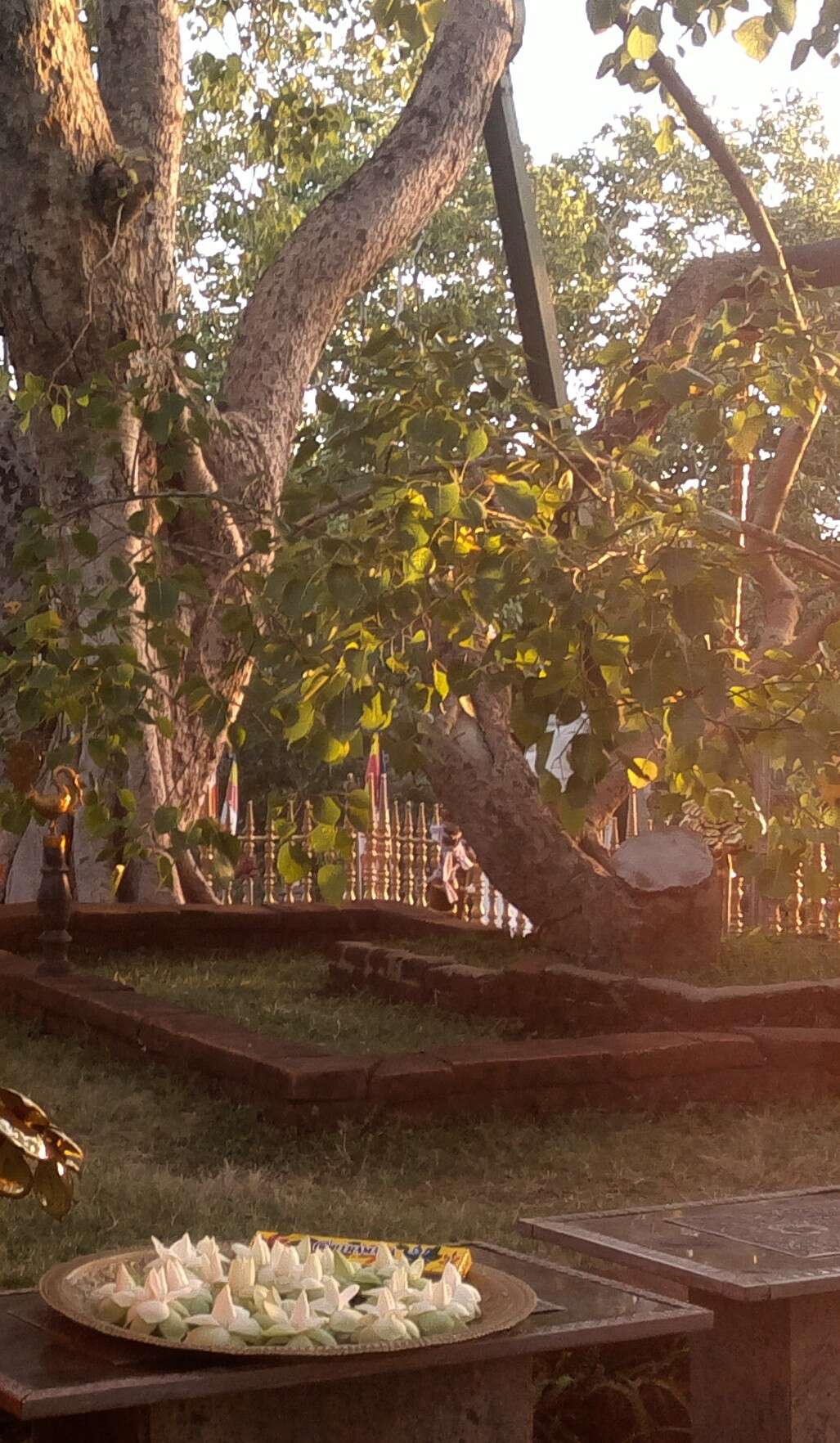 Image of peepul tree