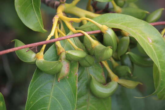 Слика од Tabernaemontana alternifolia L.