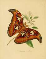 Image of atlas moth