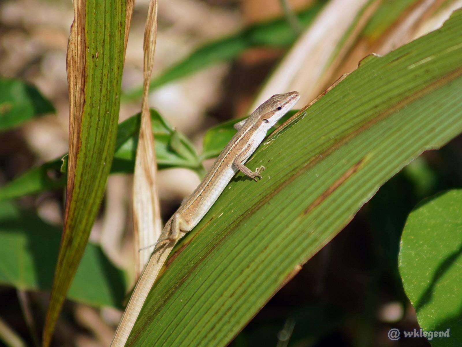 Takydromus sexlineatus ocellatus Cuvier 1829的圖片