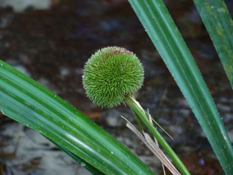 Thurnia sphaerocephala (Rudge) Hook. fil.的圖片