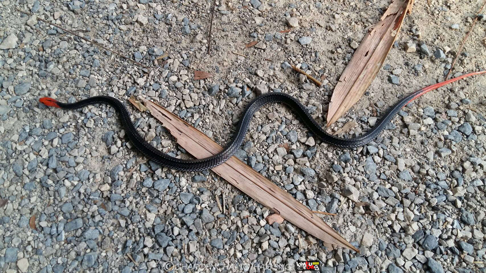 Image of Red-headed Krait