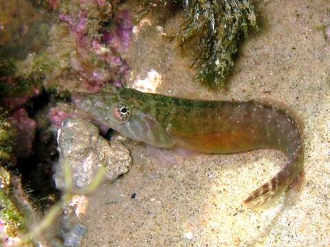 Image of Connemara sucker