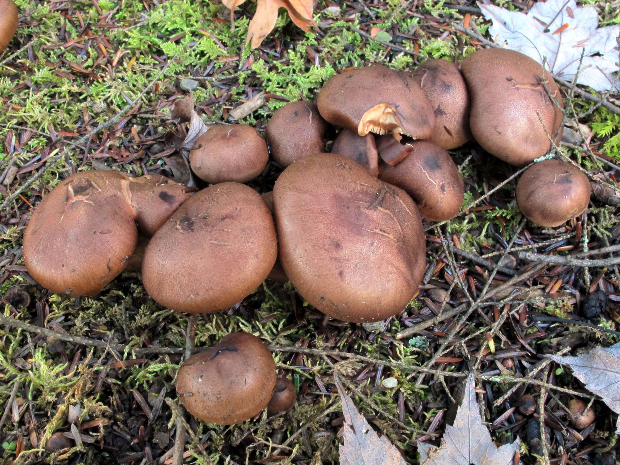 Image of Tricholoma fulvum (DC.) Bigeard & H. Guill. 1909