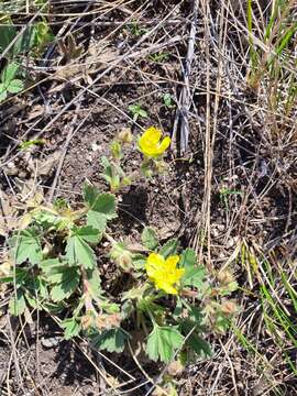 Image of Potentilla glaucescens Willd. ex Schltdl.