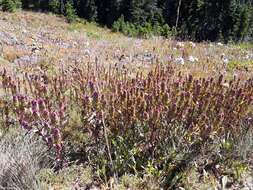 Image of mountain owl's-clover