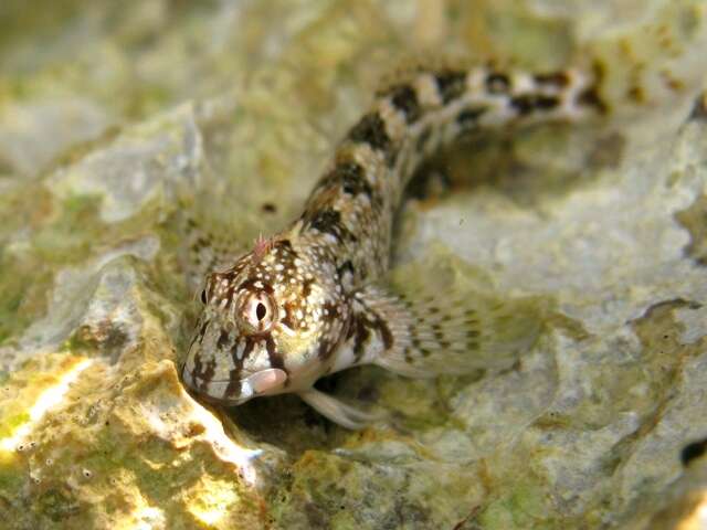 Image of Coryphoblennius